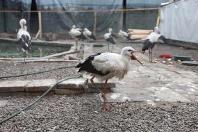 Storks in the shelter