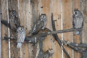Owls in the shelter