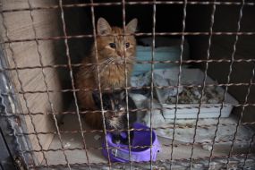 Cat with a kitten in the shelter