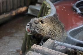 Nutria in the shelter