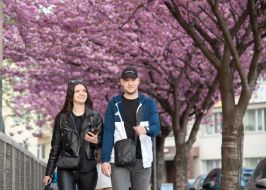 Sakura blossoms in Lviv