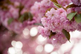 Sakura blossoms in Lviv