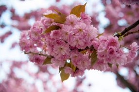 Sakura blossoms in Lviv
