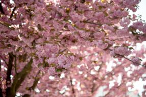 Sakura blossoms in Lviv