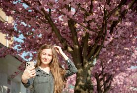 Sakura blossoms in Lviv