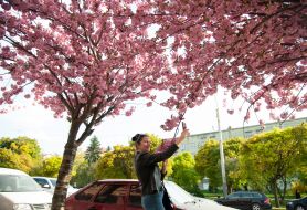 Sakura blossoms in Lviv