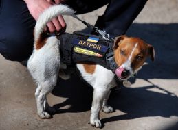 Dog Patron, who participates in the demining of Gostomel airport