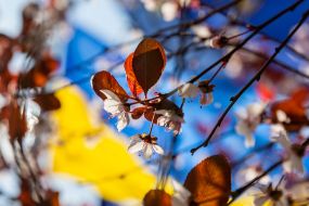Blooming cherry branch on the background of the flag of Ukraine