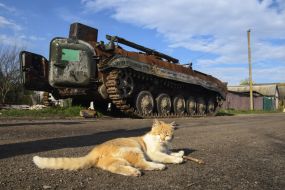 The cat is lying on the road against the background of the remains of military equipment of the Russian occupiers in the village of Sloboda