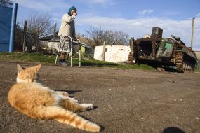 The cat is lying on the road against the background of the remains of military equipment of the Russian occupiers in the village of Sloboda