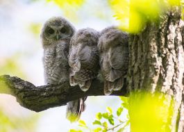 Gray owl
