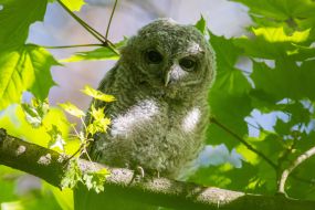 Gray owl