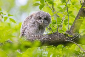 Gray owl