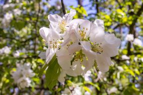 fruit tree flowering