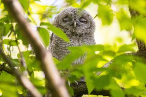 Gray owl