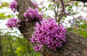 Юдине дерево