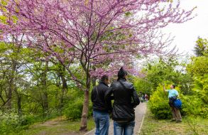 Цвітіння сакури у Києві