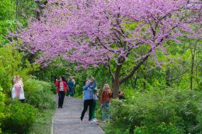 Цвітіння сакури у Києві
