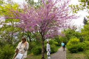 Цвітіння сакури у Києві