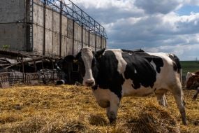 Surviving cows of one of the farms after the shelling