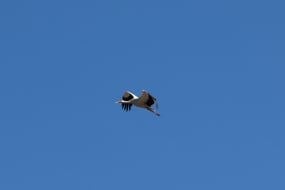 Stork in the sky in Chernihiv