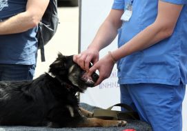 Training on emergency care for animals in wartime