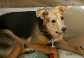 Animal shelter in Kyiv