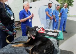 Training on emergency care for animals in wartime