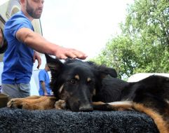 Training on emergency care for animals in wartime