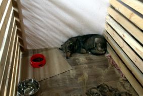 Animal shelter in Kyiv