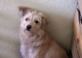Animal shelter in Kyiv