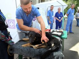 Training on emergency care for animals in wartime