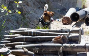 Dog sapper Patron takes part in demining the territory in Chernihiv