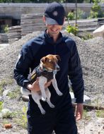 Dog sapper Patron takes part in demining the territory in Chernihiv