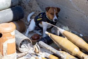 Dog sapper Patron takes part in demining the territory in Chernihiv