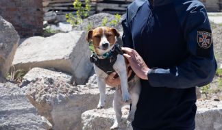 Dog sapper Patron takes part in demining the territory in Chernihiv