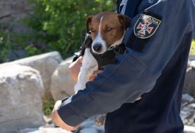 Dog sapper Patron takes part in demining the territory in Chernihiv