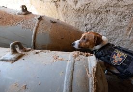 Dog sapper Patron takes part in demining the territory in Chernihiv