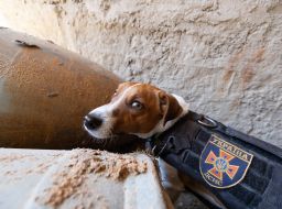 Dog sapper Patron takes part in demining the territory in Chernihiv