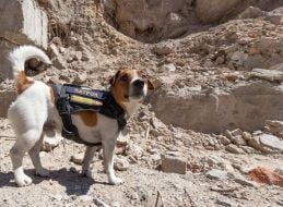 Dog sapper Patron takes part in demining the territory in Chernihiv