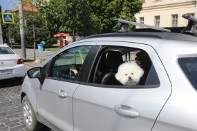 Собака виглядає з вікна автомобіля