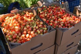 Harvesting sweet cherries in the Zaporozhye region