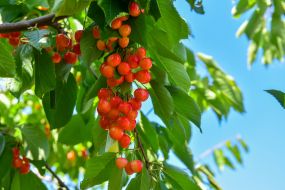 Harvesting sweet cherries in the Zaporozhye region