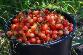 Harvesting sweet cherries in the Zaporozhye region