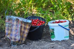 Harvesting sweet cherries in the Zaporozhye region