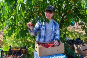 Harvesting sweet cherries in the Zaporozhye region