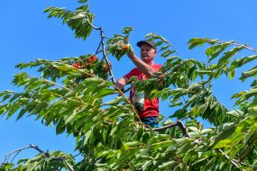 Harvesting sweet cherries in the Zaporozhye region