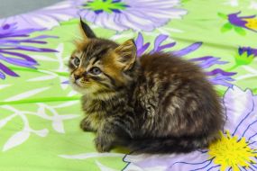 Kitten in a pet hostel