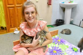 Cats in a pet hostel