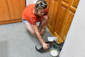 Cats in a pet hostel